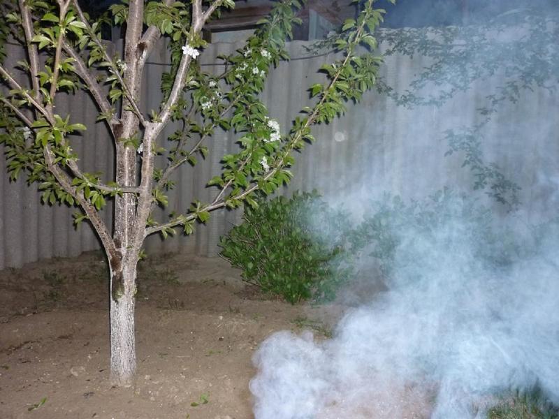 Окуривание сада дымом убережет деревья от возвратных заморозков