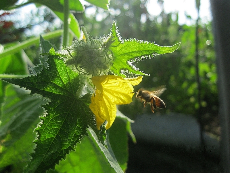 Опыление цветков кабачков насекомыми