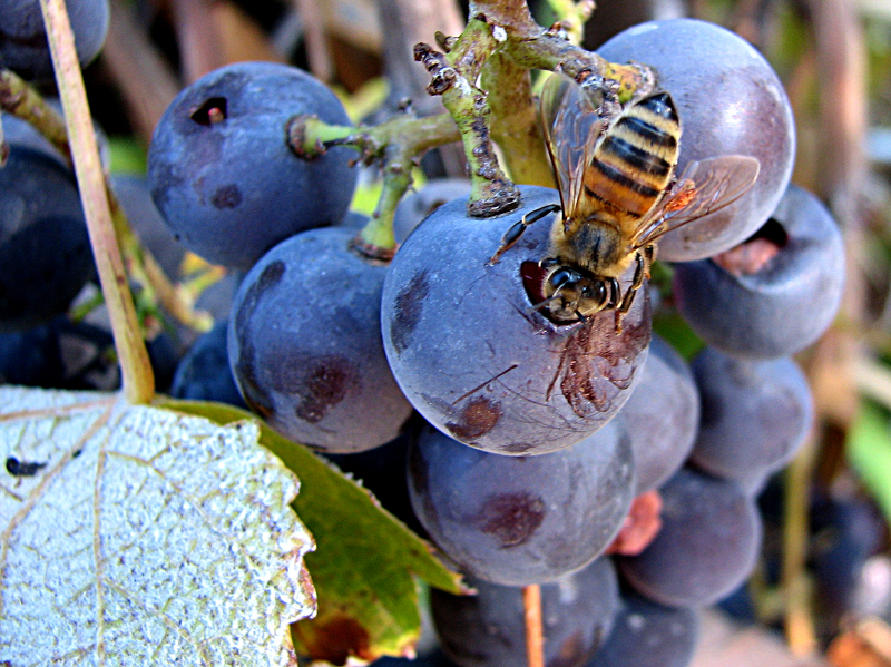 Методы защиты винограда от ос и шершней