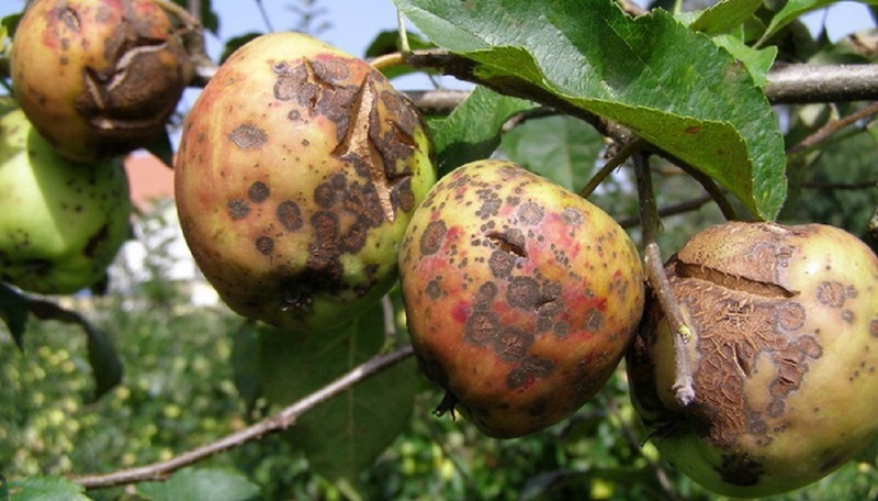 На фото видно яркие белые пятна, которые образуются на листьях яблони из-за поражения паршей.
