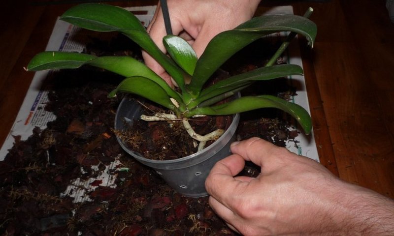 Пересадка орхидеи в новый субстрат