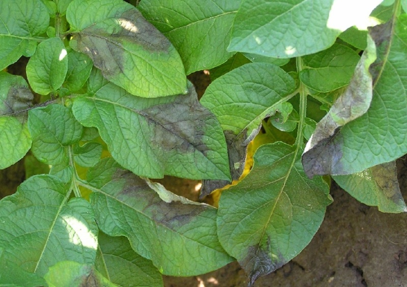 Первичный признак заражения фитофторой картофеля - бурые пятна на листьях