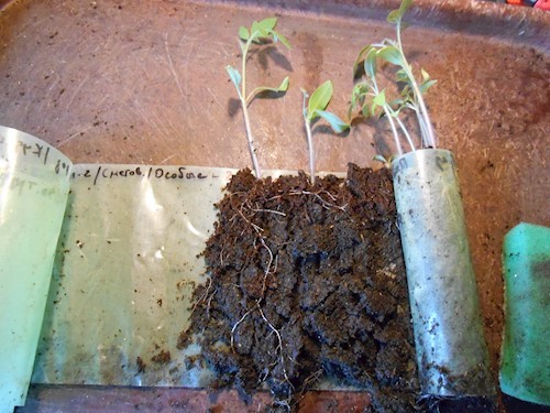 Чтобы пикировать рассаду в улитках, достаточно развернуть материал и аккуратно отделить растение