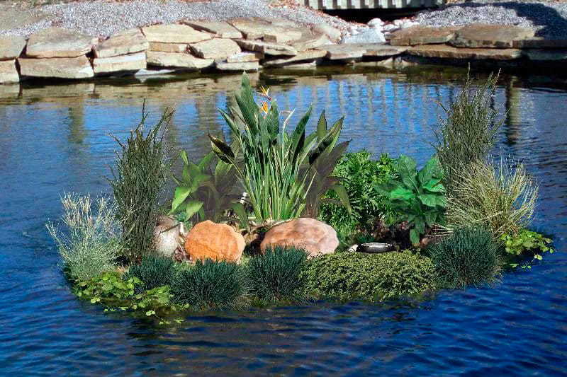 Акваклумба для сада с нецветущими растениями