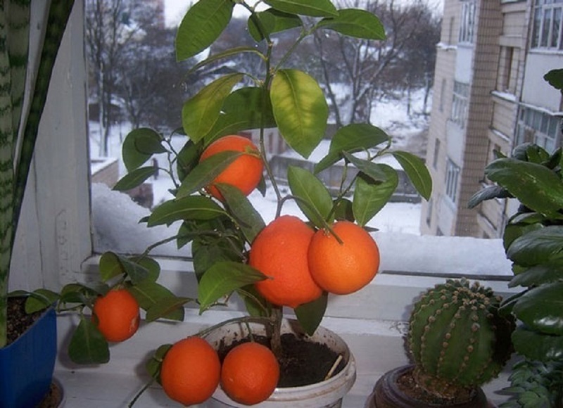 Плодоносящий грейпфрут в домашних условиях