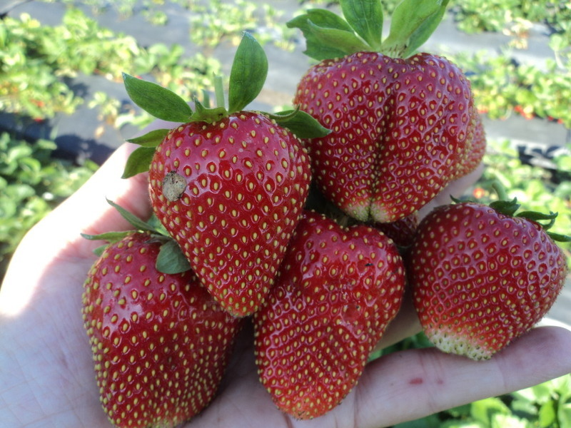 Вима Рина - сорт клубники с крупными, сладкими ягодами родился в Голландии