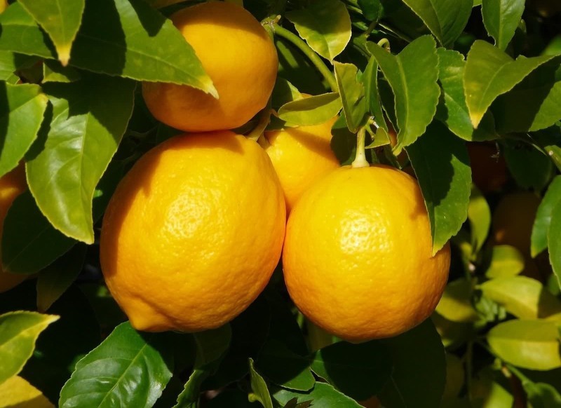 Плоды лимонного дерева: противопоказания