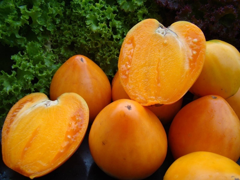 Плоды томата Хурма сочные, нежные и сладкие на вкус