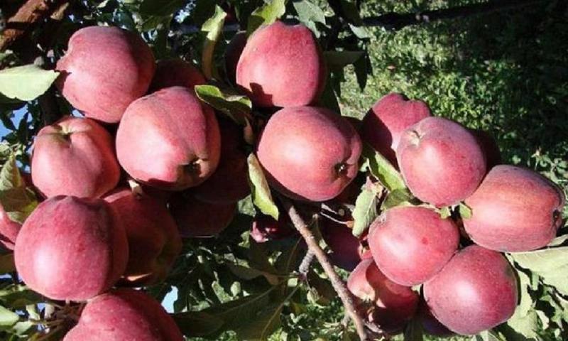 Плоды яблони сорта Старкримсон на дереве