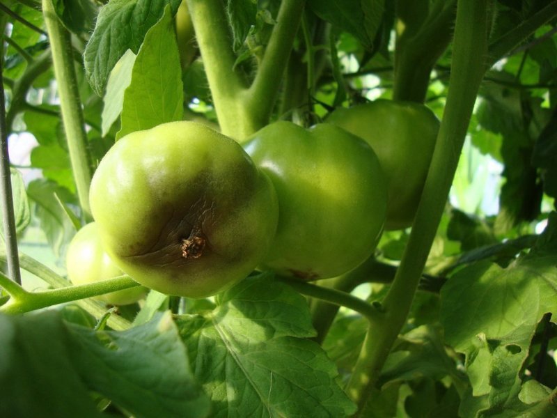 Плохая урожайность и болезни томатов - следствие чрезмерного полива