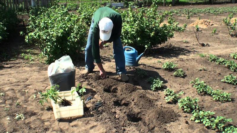 Подготовка и удобрение грунта для томатов