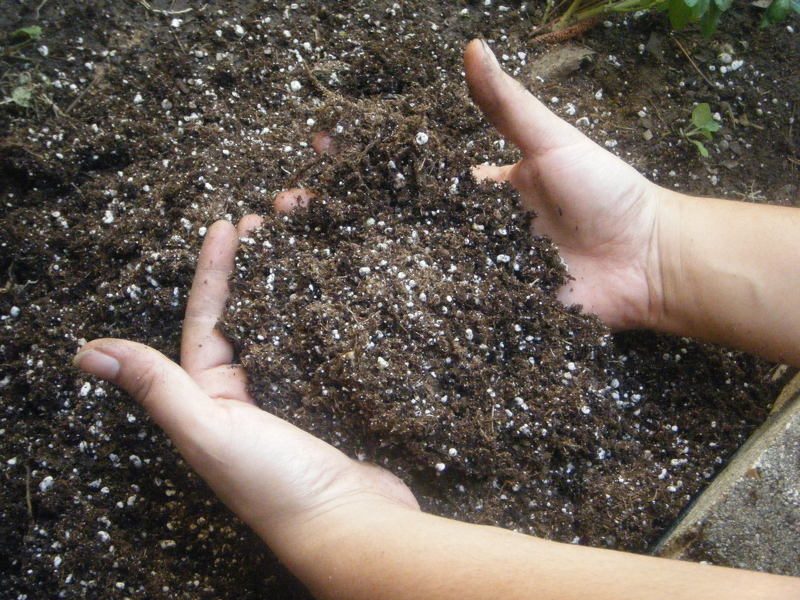 Подготовка и удобрение почвы в малиннике весной