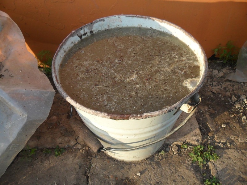 Жидкий перегной для подготовки почвы к выращиванию арбузов