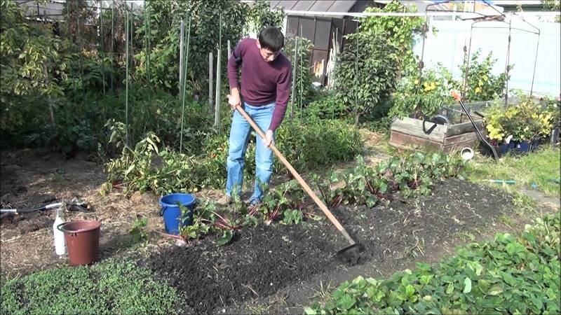 Подготовка почвы и повторный посев овощей в августе