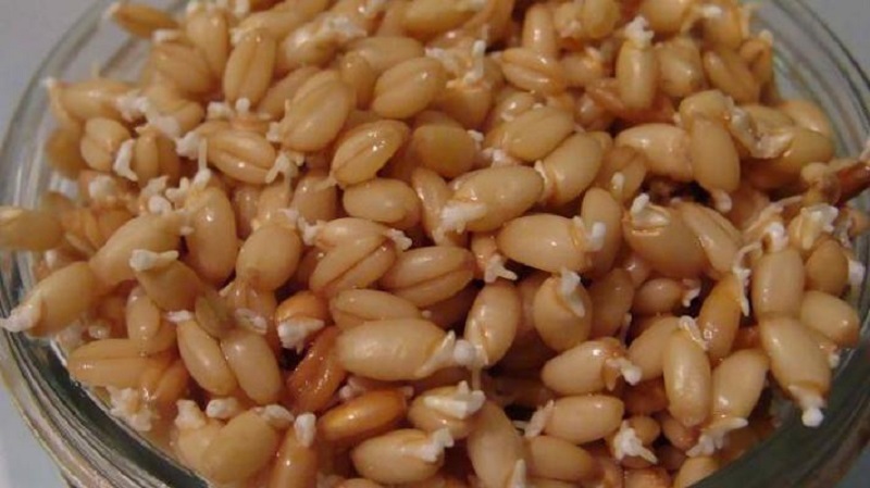 Пророщенные зёрна пшеницы для закваски