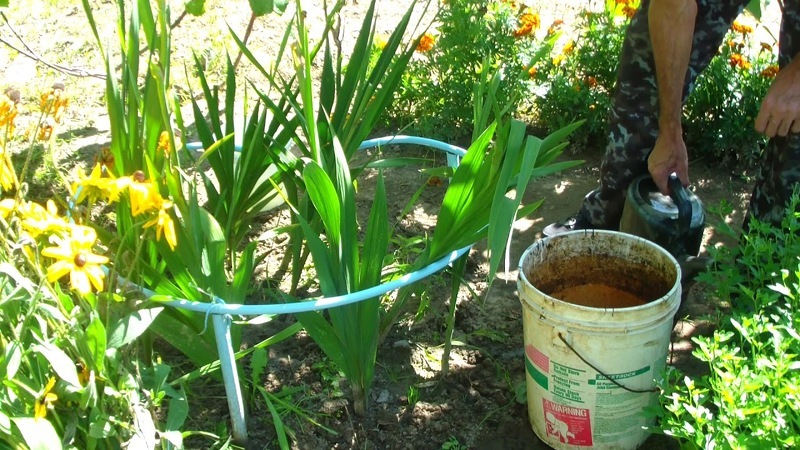 Подкормка гладиолусов важна на всех стадиях развития растения