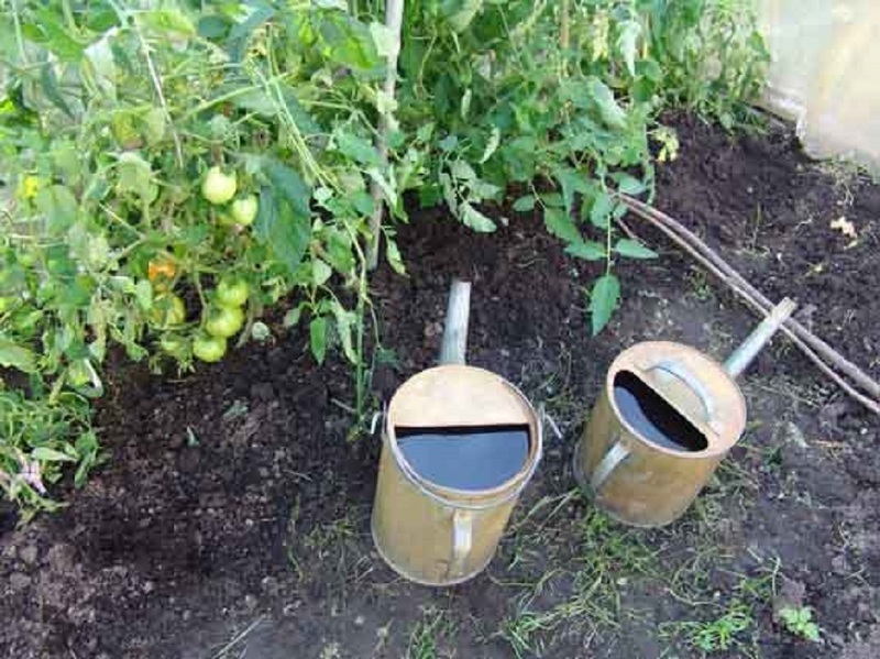 Раствор йода в огороде используют для защиты от фитофторы