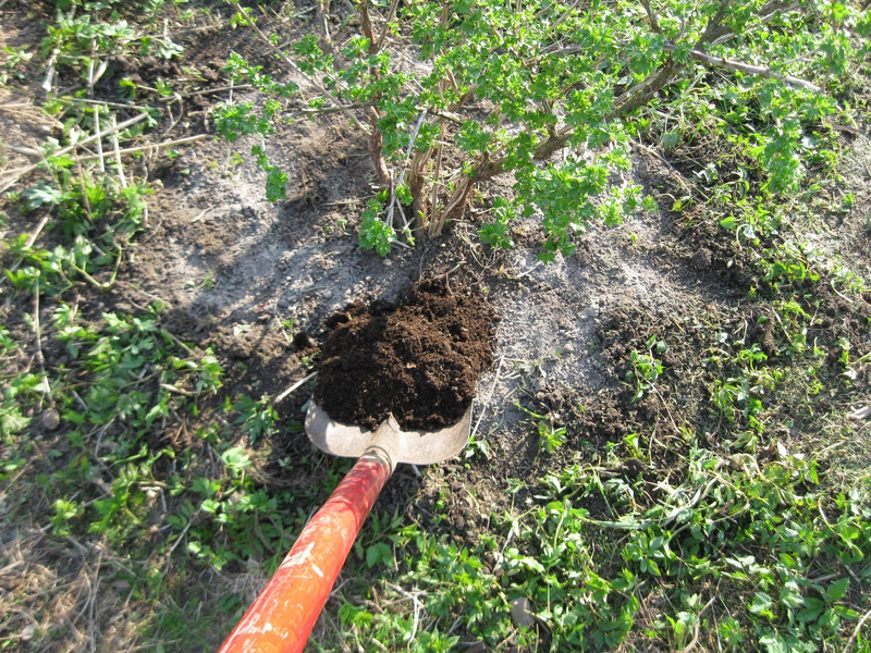 Подкормка крыжовника компостом весной