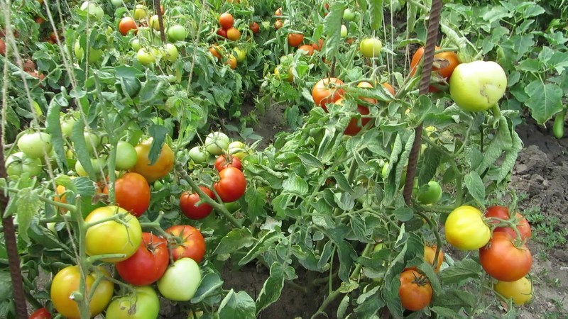 Подкормка помидоров в теплице, подробные рецепты