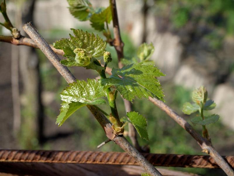 Первая и вторая подкормка винограда способствует формированию кистей и закладке плодов