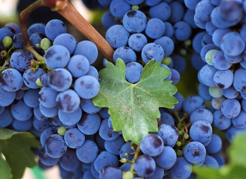 Подкормка винограда весной, чем и когда удобрять