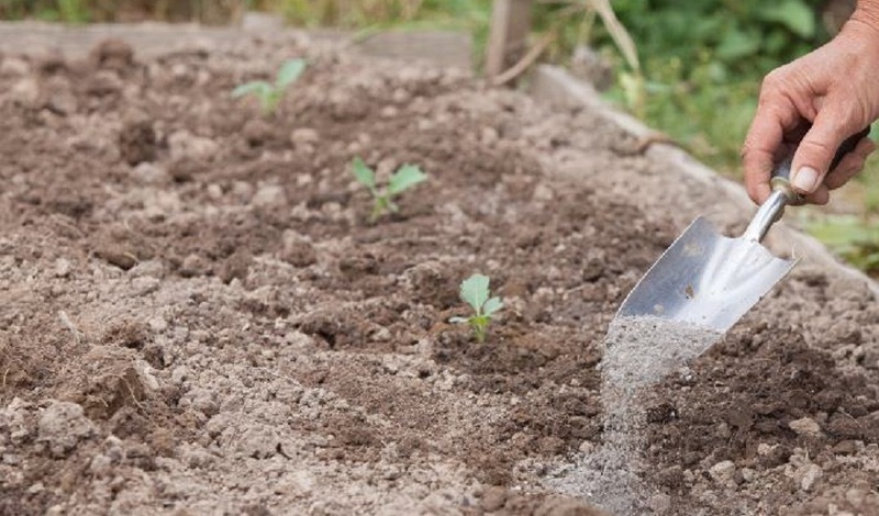 Под рассаду кольраби вносят смесь золы, табака и перца - что подкармливает растения, и защищает от вредителей