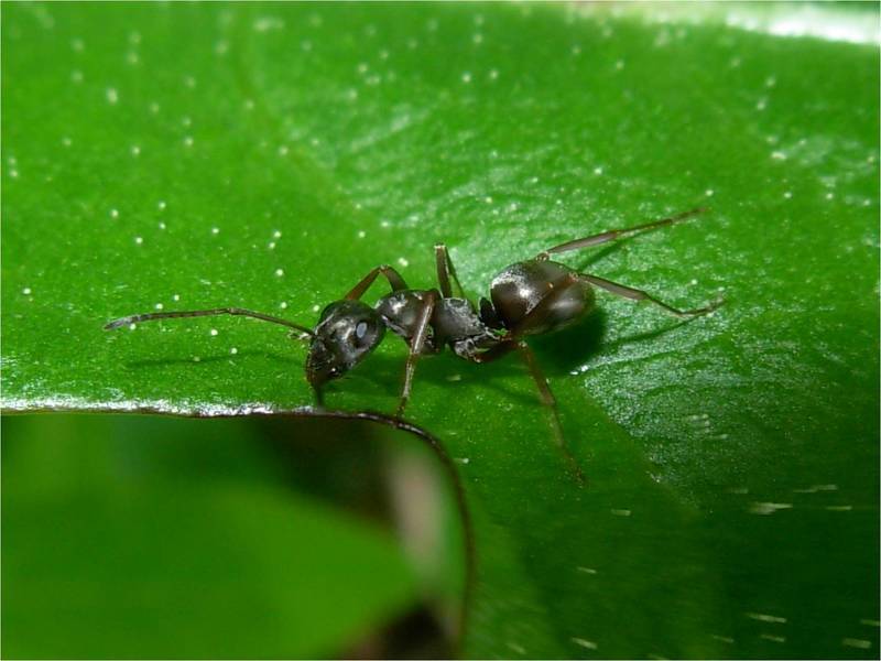 Польза и вред от муравьев в огороде