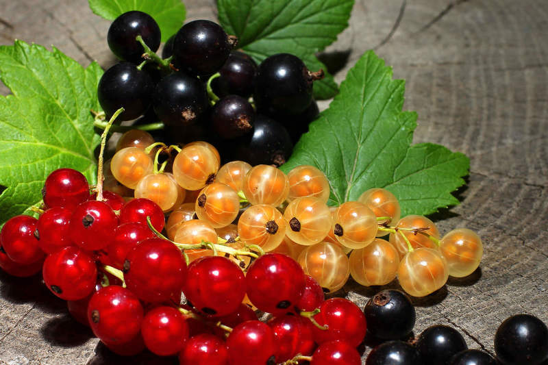 Польза и вред ягод и листьев смородины для организма