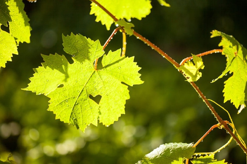 Листья винограда содержат множество веществ и особенно полезны для диабетиков