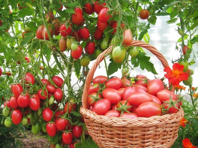 Выращиваем помидоры без химии и получаем отличный урожай