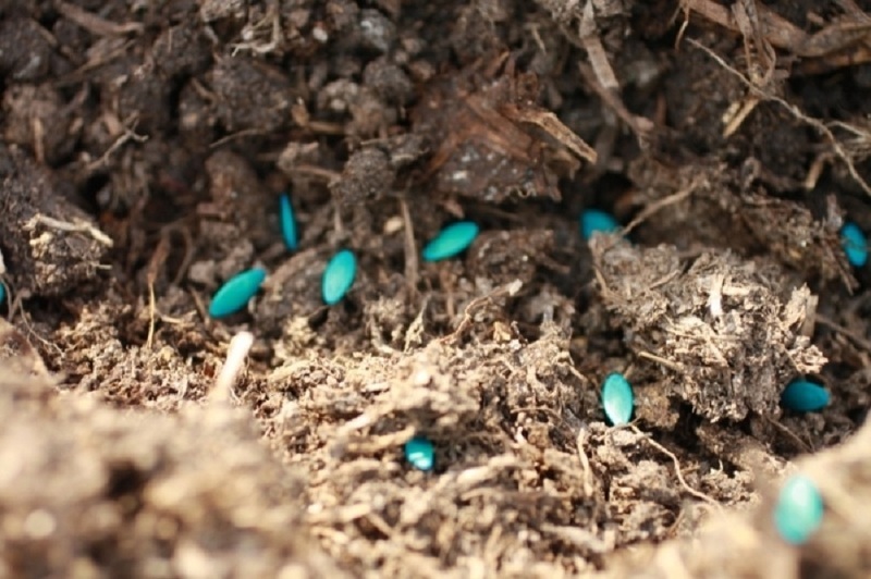 Посев обработанных семян огурцов в открытый грунт