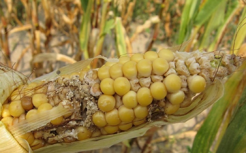 Вредители кукурузы наносят вред урожаю в период плодоношения