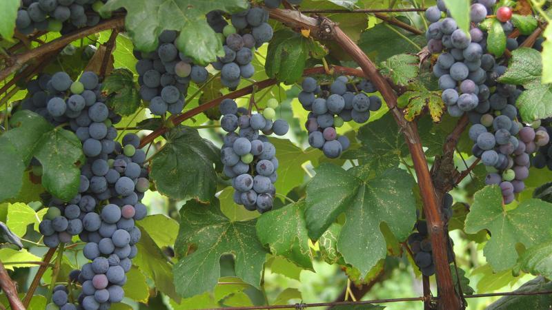Уход за виноградом в августе: вредители, работы