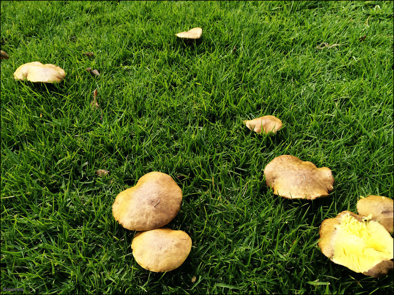 Появились грибы на газоне весной