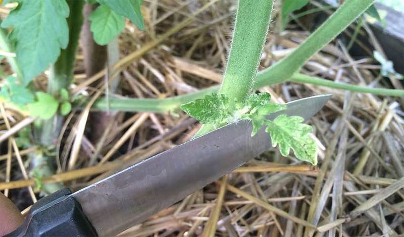 Чтобы приостановить развитие зелени томата необходимо обрезать нижние листья
