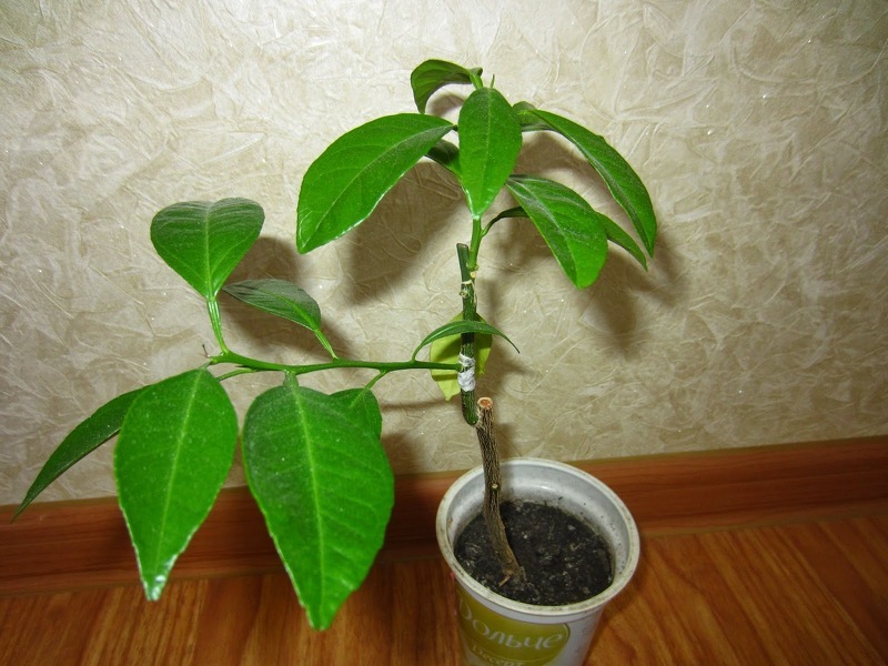 Привитое лимонное дерево в домашних условиях