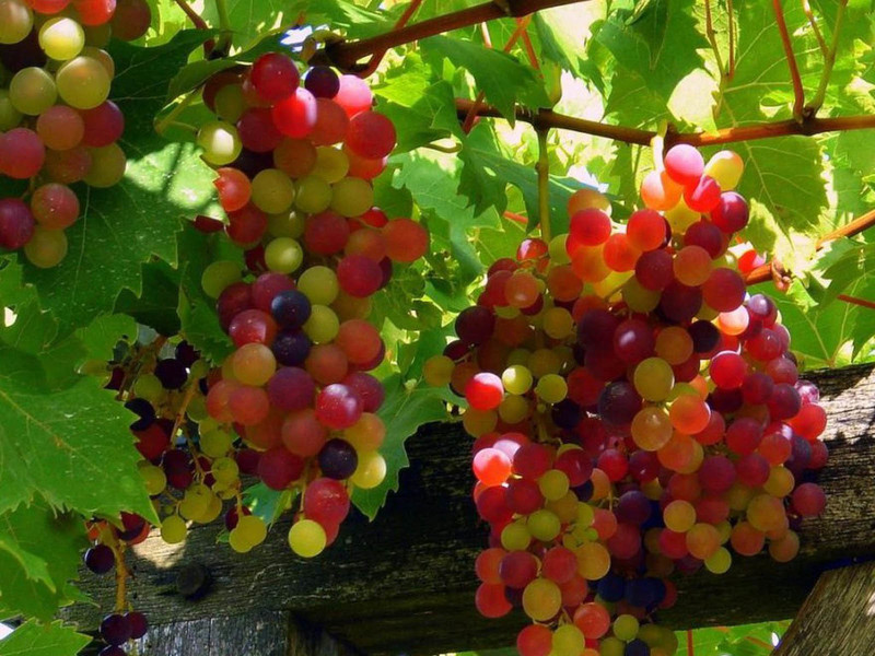 Прививка винограда дает возможность быстрого получения урожая