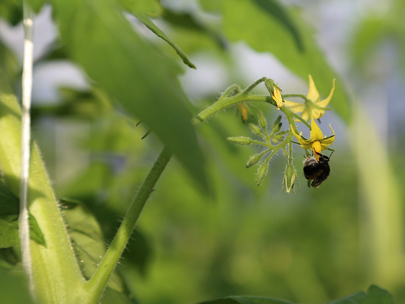 Привлечение насекомых для опыления томатов естественным путем