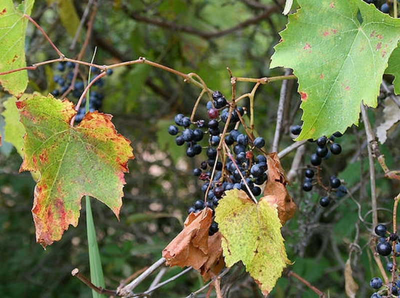 Диплодиоз винограда