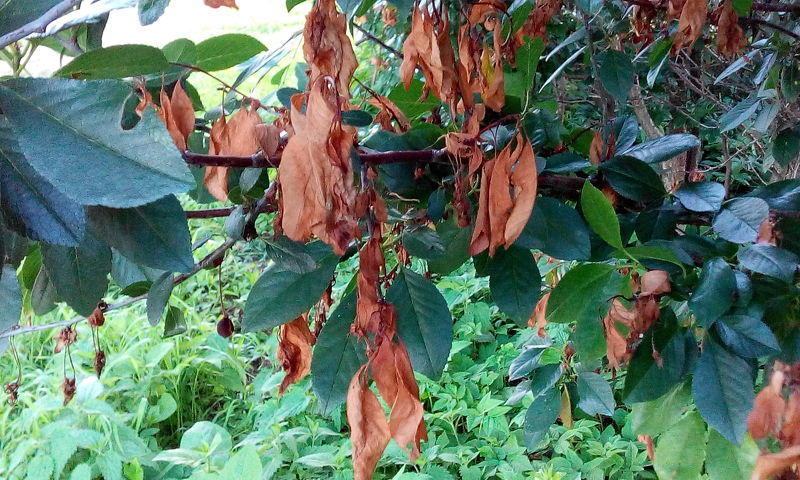 Потемневшие ветви и увядание листьев - признаки монилиоза