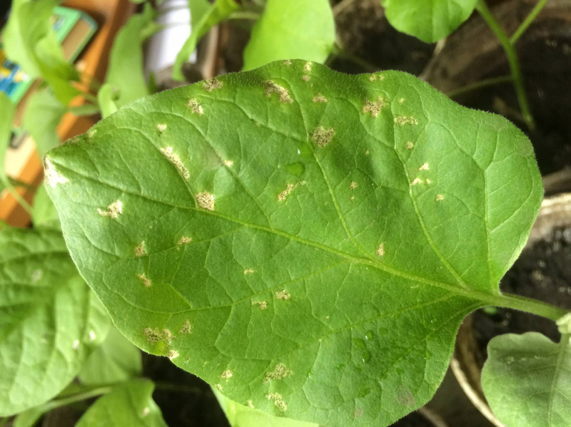 Повреждения на листьях баклажан - признак появления вредителей