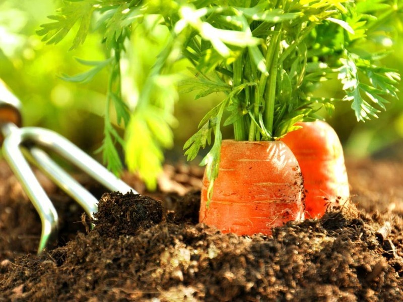 Профилактические меры помогут вырастить хороший урожай моркови