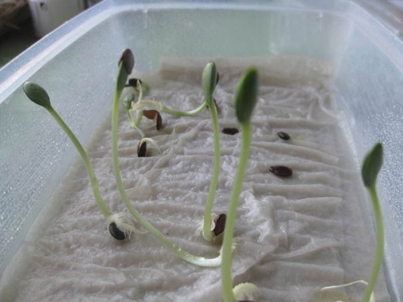 Проращивание и подготовка семян арбуза