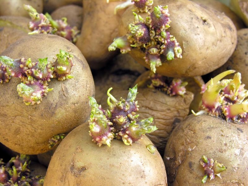 Как правильно проращивать картофель перед посадкой в домашних условиях