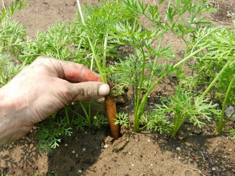 Прореживание моркови в огороде