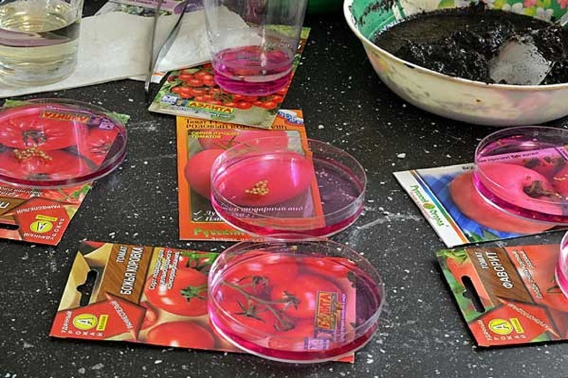 Протравливание семян томатов - лучшая профилактика вершинной гнили