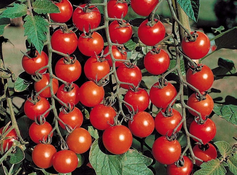 Томат Черри Вишня красная - высокоурожайный раннеспелый сорт