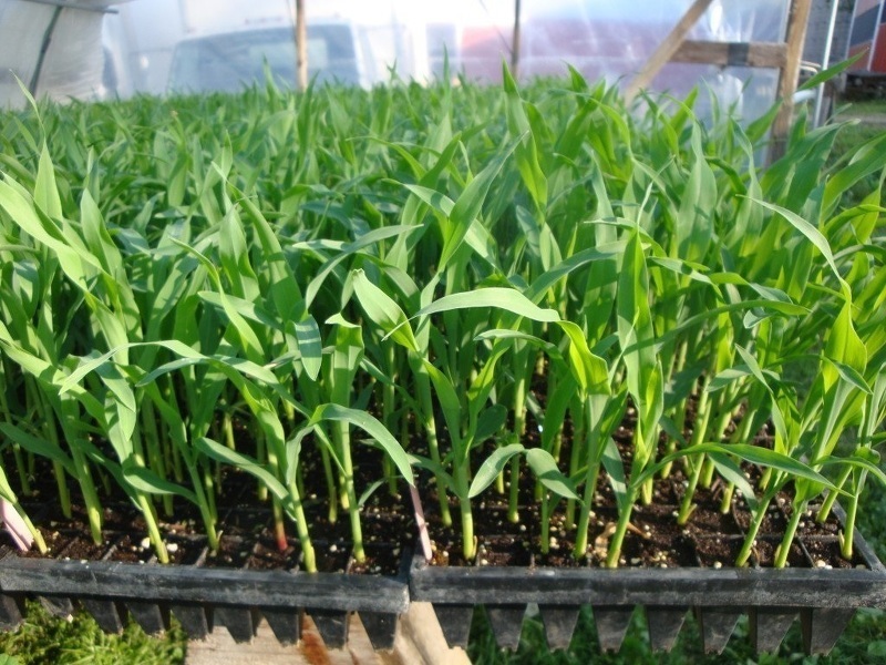 Кукуруза: выращивание и уход в открытом грунте