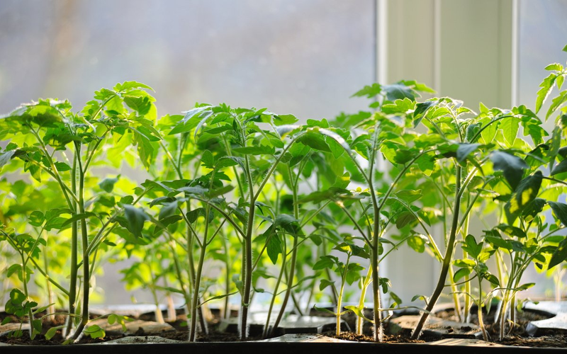 Для выращивания крепкой рассады томатов важен температурный режим