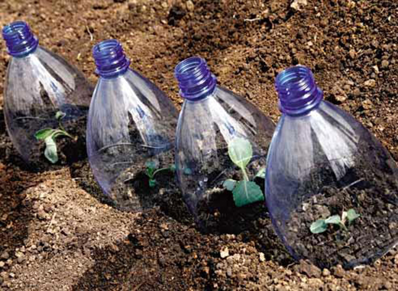 Размножение клематисов черенками в пластиковых бутылках